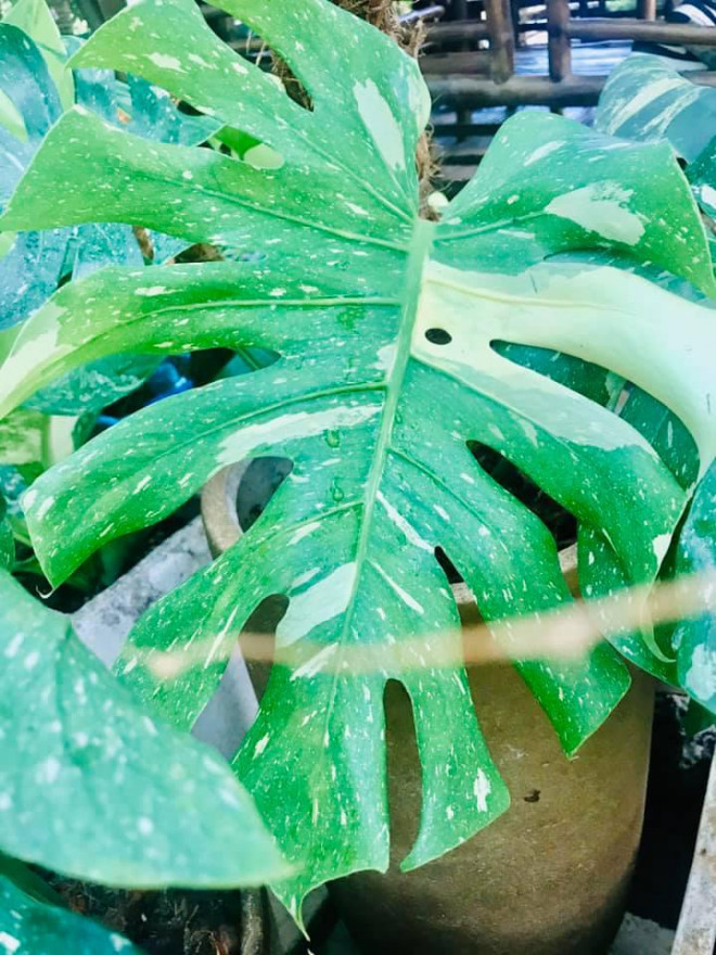 Loại Monstera Mint đột biến dạng khía và đốm trắng được rao bán với giá gần 300 triệu đồng/lá tươi để ươm cây non.