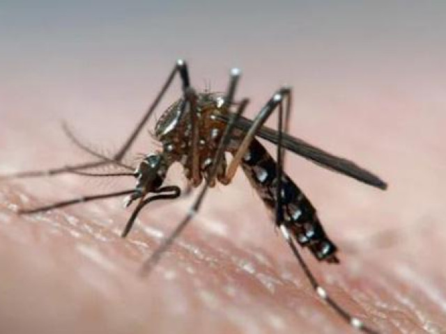 Thế giới - Dân Florida nổi nóng khi 750 triệu con muỗi biến đổi gien được thả