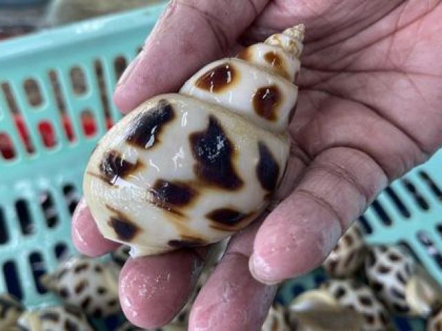 Tin tức trong ngày - Vụ 1,8 triệu đồng/kg ốc hương: Chủ nhà hàng đưa clip để "minh oan"