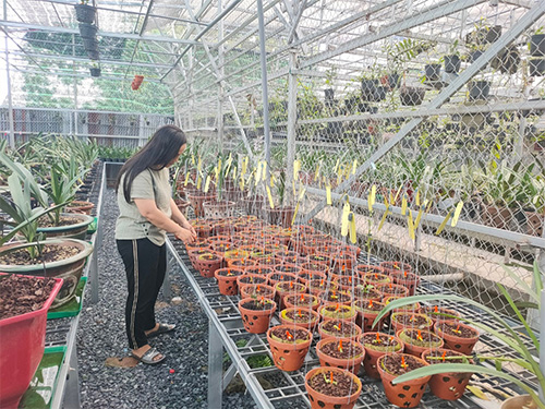 Cần tiến hành khử khuẩn để cây phát triển tốt nhất