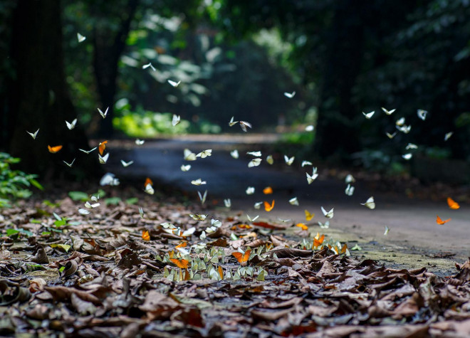 Điểm du lịch dịp nghỉ lễ gần Hà Nội: Săn bướm ở Cúc Phương, ngắm trọn đất trời ở Hang Múa - 1