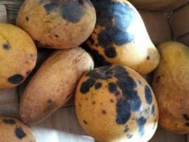 Thị trường - Tiêu dùng - Xoài bán rẻ đến mấy mà có 3 dấu hiệu này thì chớ mua kẻo lợi đâu chưa thấy chỉ hại thân