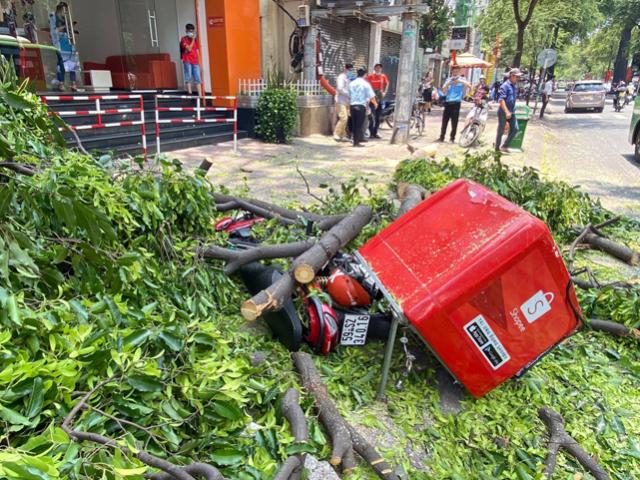 Tin tức trong ngày - Sau tiếng gào thét “chạy đi”, 2 nhánh cây “khủng” đổ ập xuống đường đè nát xe máy