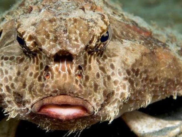 Thị trường - Tiêu dùng - 3 loài xấu "phát hờn" nhưng nghe giá xong ai cũng "choáng"