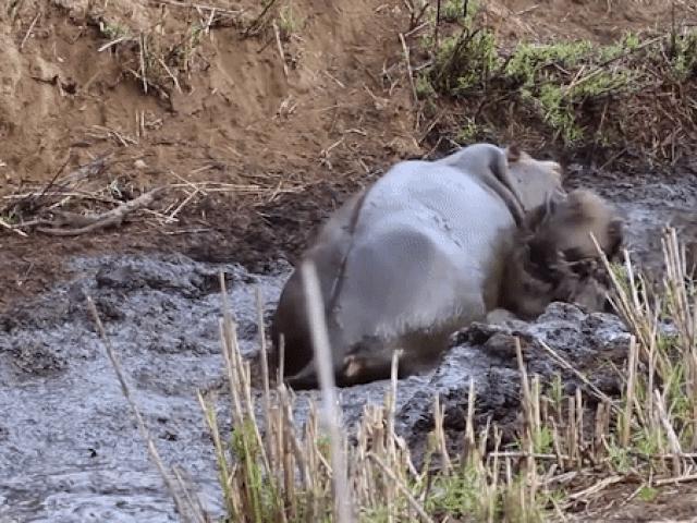 Media - Linh dương trốn thoát bầy chó hoang lại lạc vào vùng đất cấm và cái kết