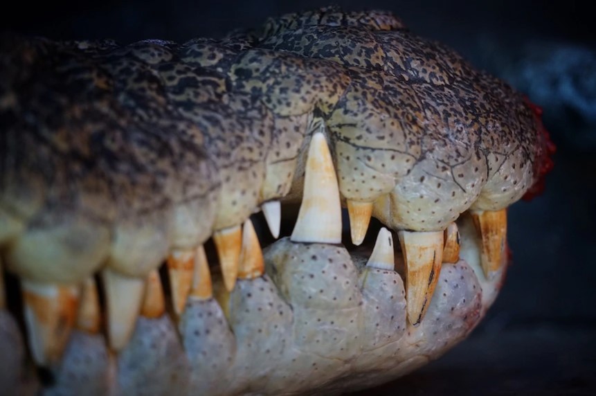 Con cá sấu khổng lồ 5 mét chồm lên thuyền cắn người đàn ông ở Úc. Ảnh minh họa: ABC News
