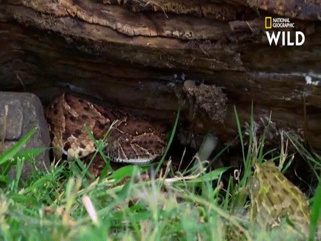 Phi thường - kỳ quặc - Video: Dính đón tấn công bất ngờ của rắn phì kịch độc, cóc thành bữa trưa của "cỗ quan tài sống"