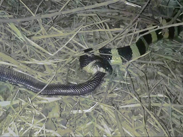 Phi thường - kỳ quặc - Video: Cuộc chiến sinh tử giữa rắn cạp nong và cạp nia, kết cục ra sao?