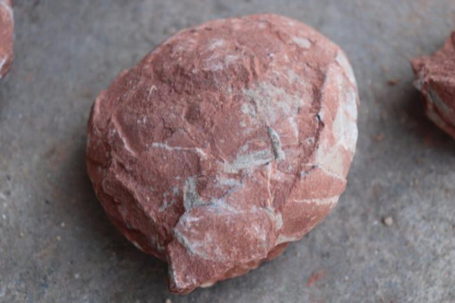 Hình ảnh một quả trứng khủng long hóa thạch được cho là có từ Kỷ Phấn trắng - ảnh Xinhua.