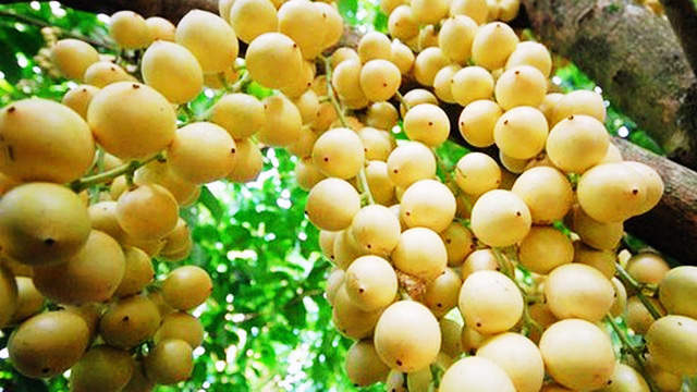 Những điểm đến lý tưởng ở Cần Thơ dịp lễ 30-4 và 1-5 - 19
