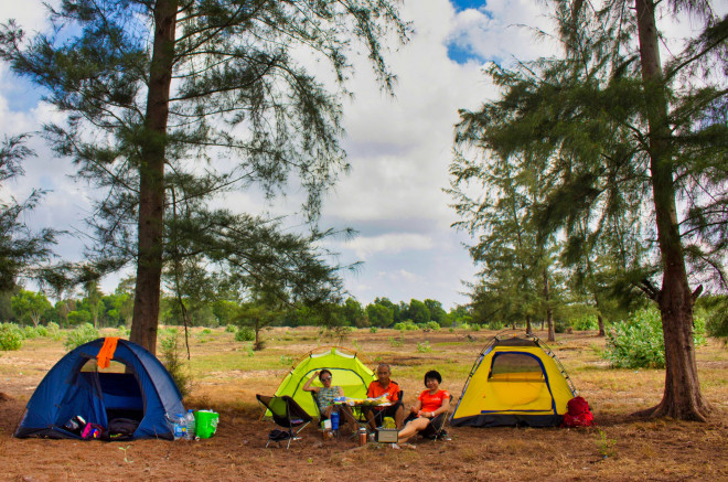 Dựng lều dưới bóng mát của rặng phi lao