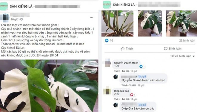 Các giao dịch, chốt đơn giá cả chục triệu đồng đến tiền tỷ đối với cây đột biến rầm rộ trên chợ mạng.