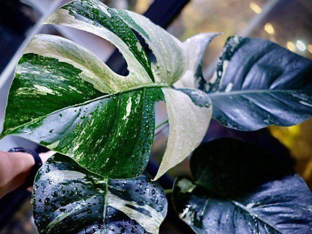 Thị trường - Tiêu dùng - Cây cảnh đột biến "đếm lá tính tiền": Chuyên gia cảnh báo lan var "phiên bản" mới