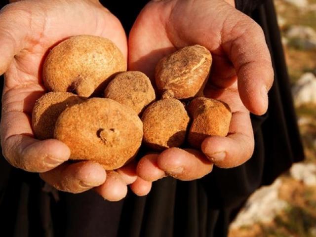 Thị trường - Tiêu dùng - Liều mạng đào thứ trời cho, không chăm vẫn có tiền vào túi đều đều