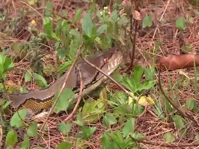 Phi thường - kỳ quặc - Video: Đụng phải trăn vua, tê tê tung "chiêu độc" gì để sống sót?