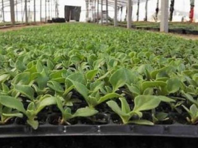 Thị trường - Tiêu dùng - Hai giống thực vật mang tên đá quý, hét giá "cắt cổ" người Việt vẫn ùn ùn mua