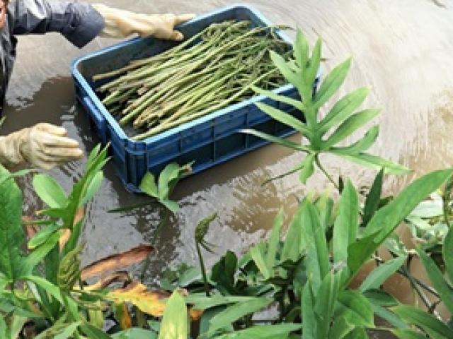 Thị trường - Tiêu dùng - Thứ trước mọc hoang, ăn chống đói ở Việt Nam, nay hái về có tiền triệu/ngày