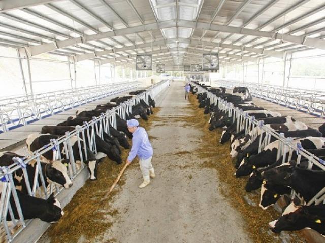 Kinh doanh - Nông nghiệp – lĩnh vực lớn thứ 2 của Hòa Phát suy giảm, bán lỗ hàng trăm nghìn quả trứng mỗi ngày