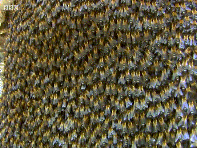 Bạn có biết cách ong đốt sinh sản và giao tiếp trong tổ với nhau không? Đón xem hình ảnh chụp lại những con ong đốt tài ba và năng động để tìm hiểu thêm về loài này nhé!