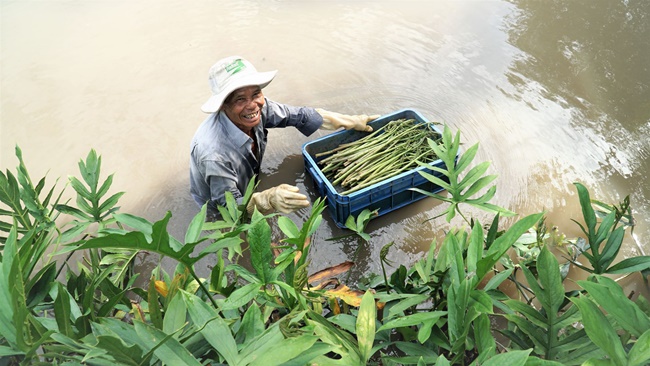 Cách trồng như gieo cây mạ non, chỉ cần cắm cây con xuống rồi để chúng tự phát triển, không cần chăm sóc nhiều.
