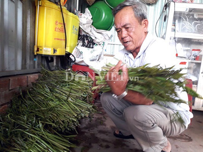 Ngoài giống thì chỉ cần có mặt nước làm nơi cho rau móp sinh trưởng, phát triển. 
