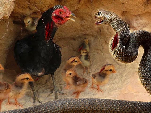 Media - Thấy rắn hổ mang phục kích, gà mái tung ‘liên hoàn cước’ vào con "mãng xà"