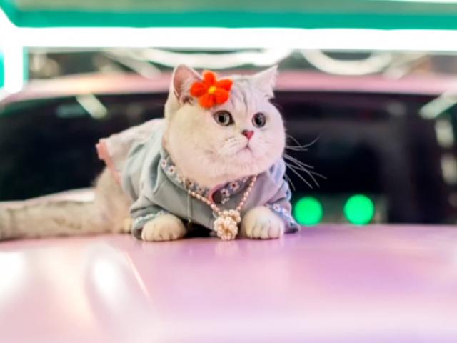 Bạn trẻ - Cuộc sống - Chú mèo cưng giúp chủ kiếm hàng chục triệu mỗi tháng