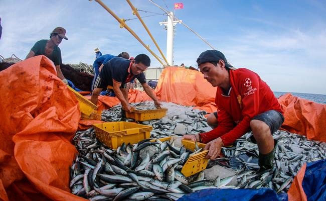 Anh Trần Thế Dương ở xã Cảnh Dương (Quảng Trị) chia sẻ, những năm trước, mỗi chuyến anh ra khơi trong khoảng 15 ngày, trung bình tàu anh đánh bắt tầm hơn 1 tấn cá. Giá thương lái mua dao động từ 140-160 nghìn đồng/kg.
