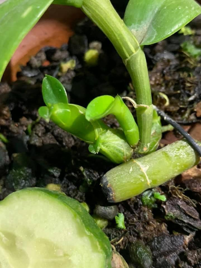 Nghệ nhân Hoàng Đình Hiếu mãn nhãn với mô hình trồng hoa lan - 5