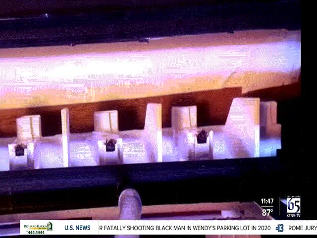 Thế giới - Huấn luyện ong phát hiện Covid-19: Cho kết quả chỉ sau vài giây