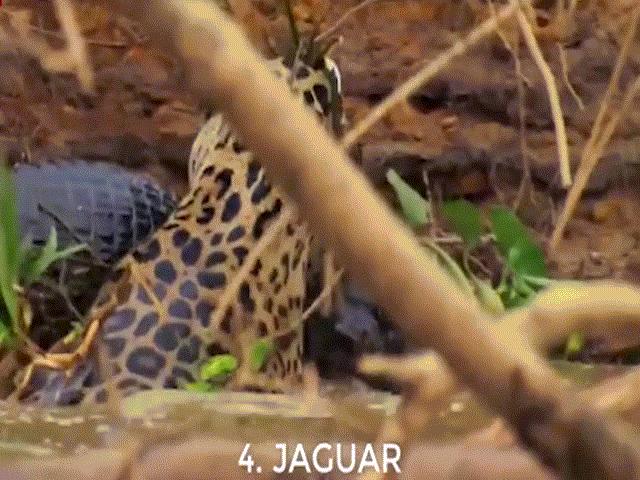 Phi thường - kỳ quặc - Video: Gặp những con vật này, "sát thủ đầm lầy" cũng phải "tắt điện"