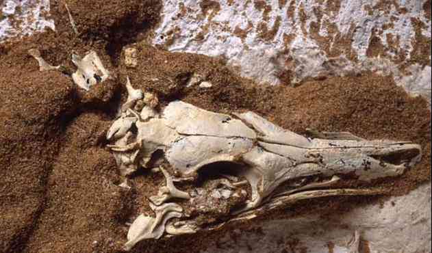 Một hộp sọ khi được tìm thấy ở sa mạc - Ảnh do nhóm nghiên cứu cung cấp