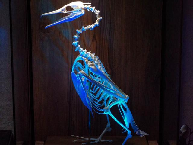 Du lịch - Người đàn ông biến ngôi nhà của mình thành một viện bảo tàng xương động vật