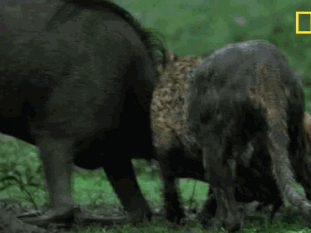 Media - Hai chú báo chật vật hạ sát linh dương đầu bò trong cơn mưa đầu mùa