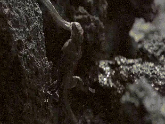 Phi thường - kỳ quặc - Video: Chuẩn bị nuốt chửng cự đà, rắn racer bất ngờ bị kẻ thứ 3 cướp trắng