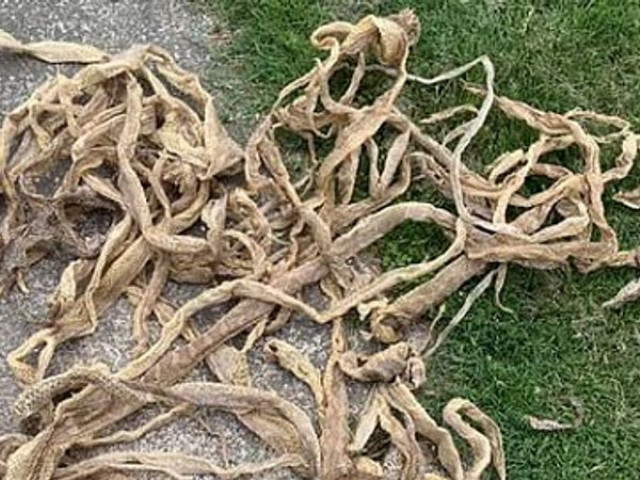 Phi thường - kỳ quặc - Hoảng hồn tìm thấy 50 tấm da rắn trên tầng gác mái