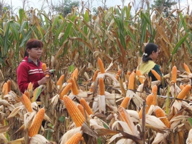 Thị trường - Tiêu dùng - Ngô bất ngờ tăng giá vù vù đạt đỉnh 9 năm, nhiều người méo mặt