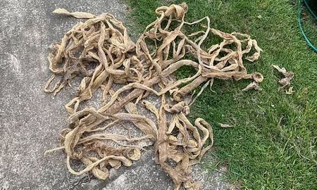 50 bộ da rắn đã được tìm thấy trên tầng gác mái của một gia đình ở Australia.