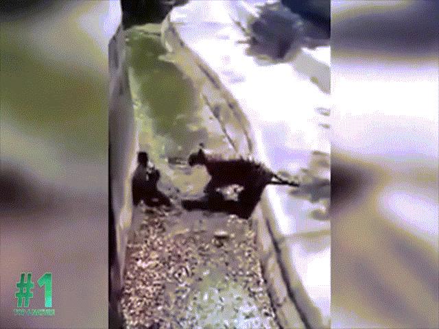 Phi thường - kỳ quặc - Video: Rợn người cảnh hổ trắng ngoạm cổ nam thanh niên, kéo lê trên đất