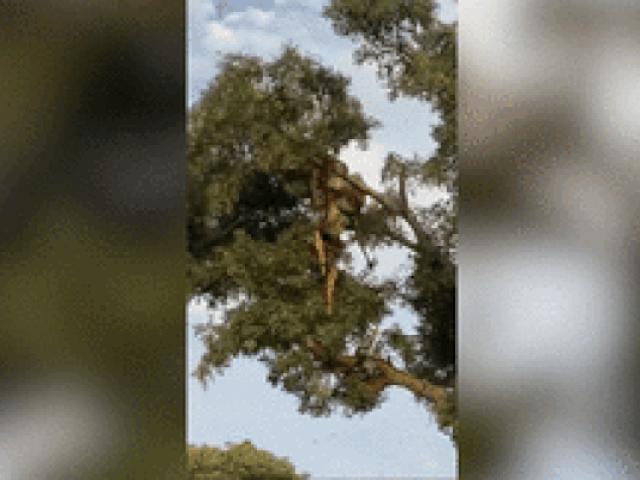 Media - Sư tử leo cây định cướp mồi của báo đốm và cái kết đắng