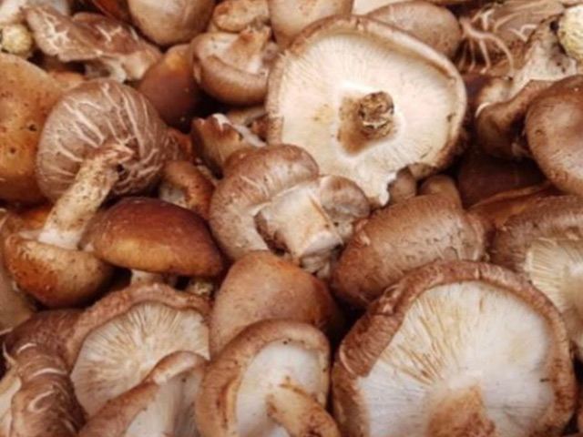 Sức khỏe đời sống - Ăn nấm mỗi ngày giúp giảm nguy cơ ung thư?