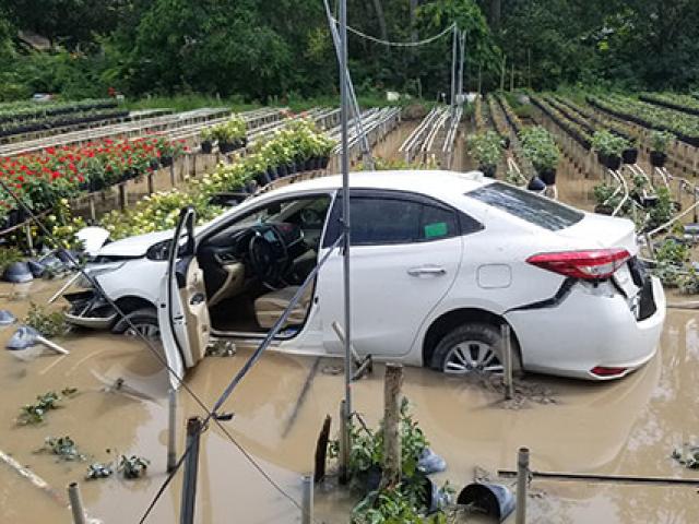 Tin tức trong ngày - Ô tô 4 chỗ lao xuống giữa ruộng hoa hồng, tài xế bỏ xe đi luôn