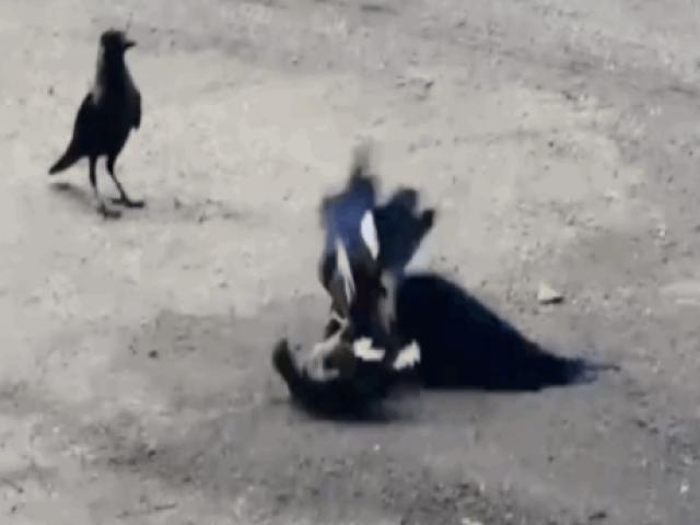 Media - Clip: Chim mẹ một mình đánh hai con quạ để cứu con