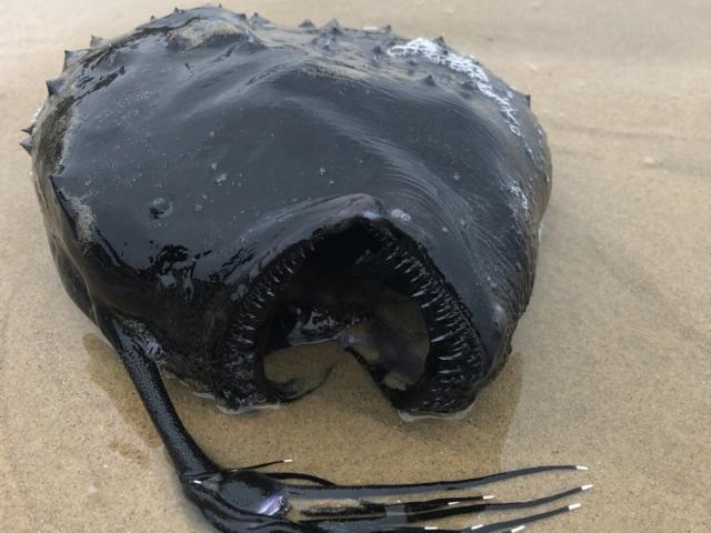 Thế giới - Xác quái vật biển sống ở độ sâu gần 1.000 mét trôi dạt bờ biển Mỹ