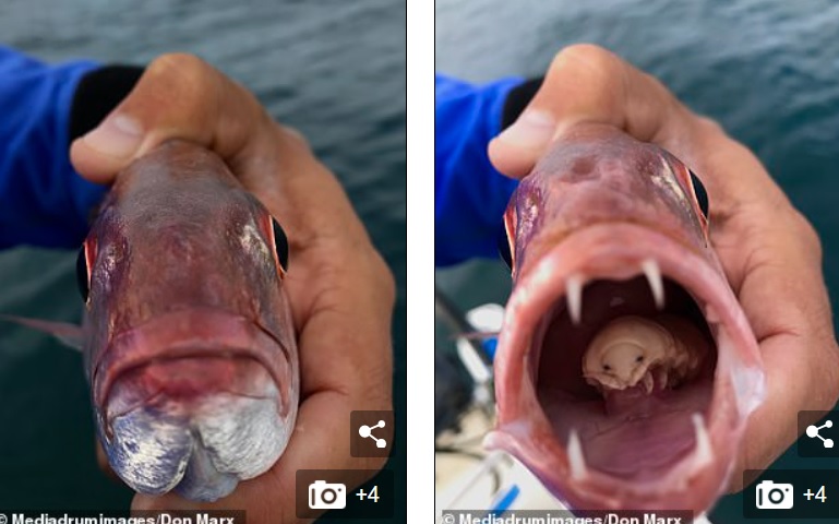 Sinh vật kì dị ký sinh trong miệng cá.