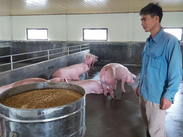 Thị trường - Tiêu dùng - Các "ông lớn" đồng loạt tăng giá thức ăn chăn nuôi: Nông dân "oằn" mình chống đỡ