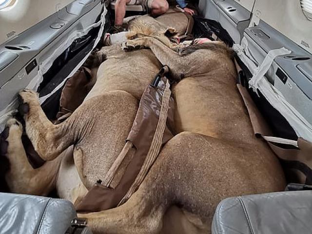 Phi thường - kỳ quặc - 3 con sư tử đi máy bay, nằm “ôm nhau” ngủ