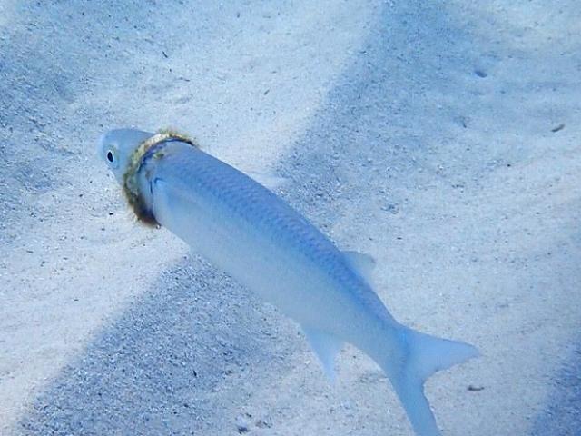 Thế giới - Úc: Làm rơi nhẫn cưới khi đi biển, 5 tháng sau được tìm thấy theo cách không ngờ