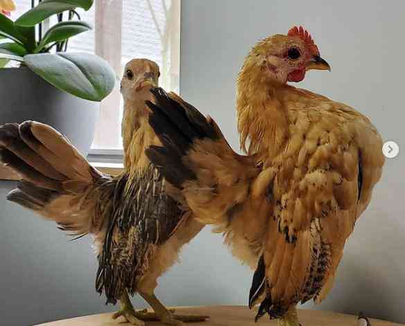 Dáng đứng đặc biệt của loài gà&nbsp;Serama.