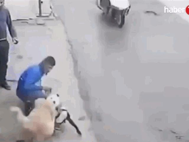 Media - Clip: Pitbull bị chó Kangal tấn công, cắn xé kinh hoàng trên phố